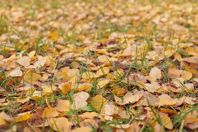 Full frame shot of dry leaves fallen on field