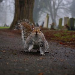 Close-up of squirrel