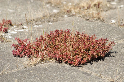 Close-up of flowers on beach