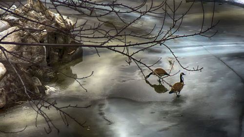 Reflection of trees in water