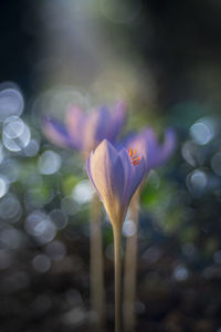 Close-up of purple flowering plant