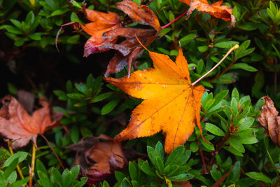 Close-up of autumnal leaves on plant