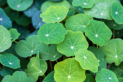 Green leaves of garden nasturtium cultivated as food plant