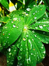 Close-up of raindrops on leaf