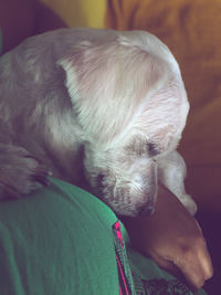 Close-up of puppy sleeping