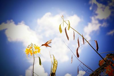 Low angle view of plant against sky