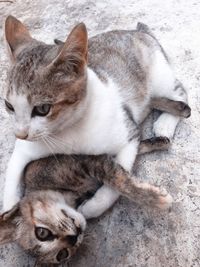 High angle view of tabby cat