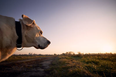 Dog looking away on field against sky during sunset