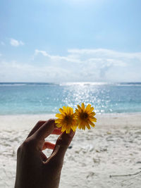 Close-up of hand holding yellow flower on beach