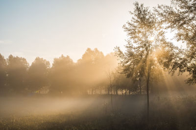 Trees on landscape against sky during sunset