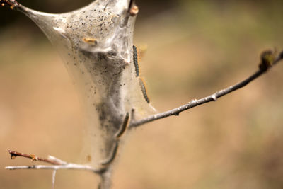 Close-up of leaf