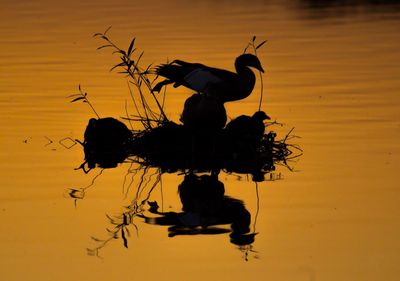 Silhouette of horse in water