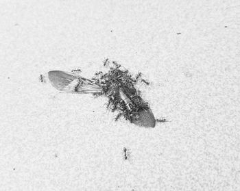 High angle view of fly on snow