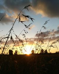 Close-up of silhouette grass against sky during sunset