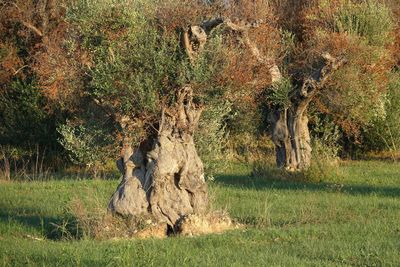 View of tree in field