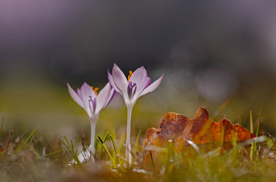 Close-up of purple crocus flowers on field