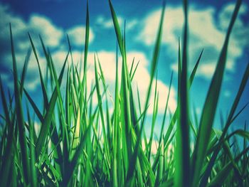 Close-up of grass growing in field