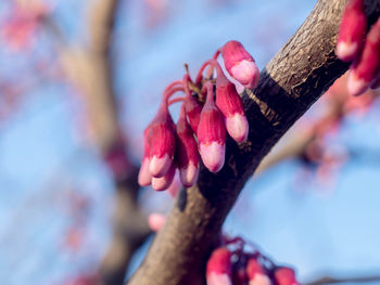 Close-up of flower tree