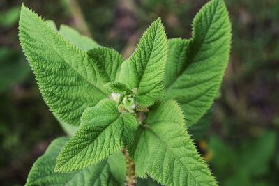 Close-up of green leaves