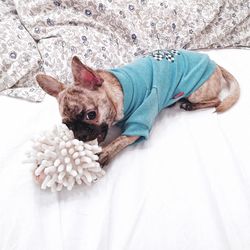 Cute chihuahua relaxing on bed