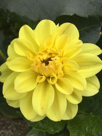 Close-up of yellow flower