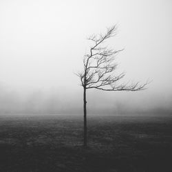 Bare trees on field in foggy weather