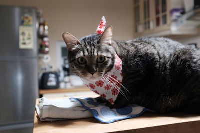 Close-up portrait of a cat at home