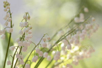 Close-up of flowering plant