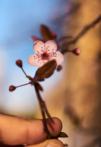 Close-up of flowering plant