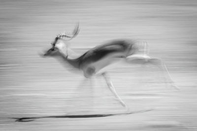 Mono slow pan of galloping male impala