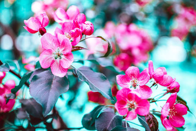 Close-up of pink cherry blossoms