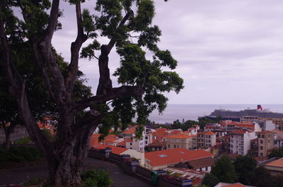 High angle view of trees and buildings in town