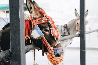 Close-up of an ornamented donkey 