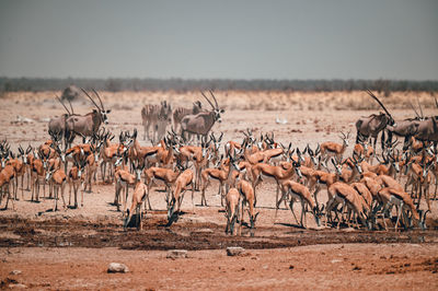 Animals on field against clear sky