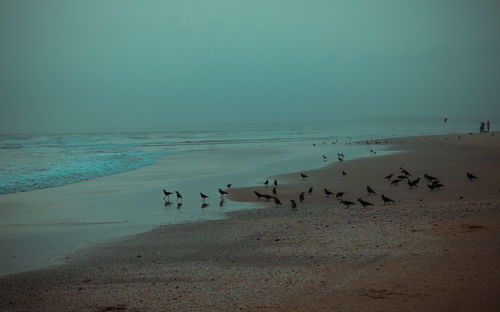Flock of birds on beach