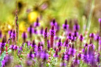 Close-up of lavender blooming on field