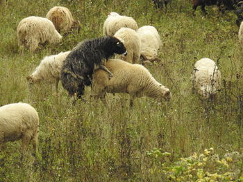 Sheep in grass