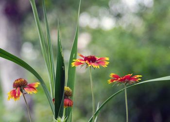 Close-up of flowers