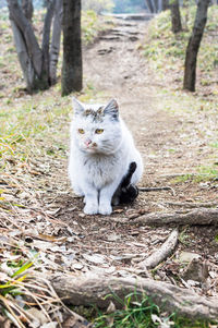 Portrait of cat