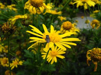 Close-up of yellow flowers blooming in garden