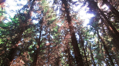 Low angle view of trees in forest