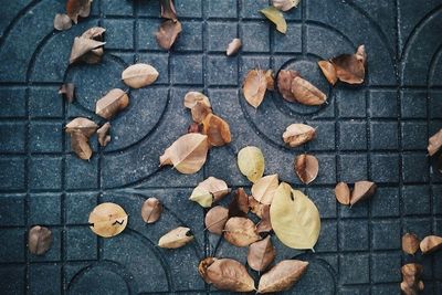 Leaves on ground