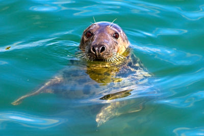 Portrait of turtle in sea