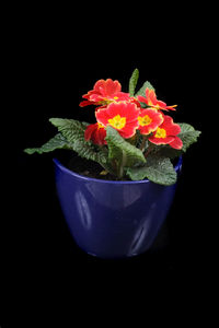 Close-up of flower pot against black background