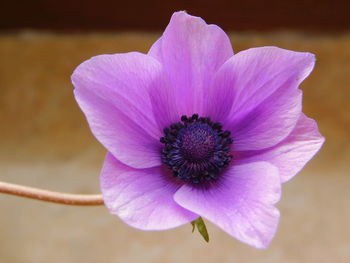 Close-up of honey bee on purple flower blooming outdoors