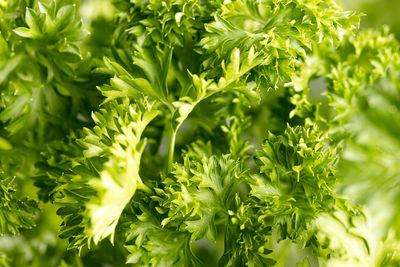 Background of fresh green parsley