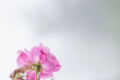 Close-up of pink flower against white background
