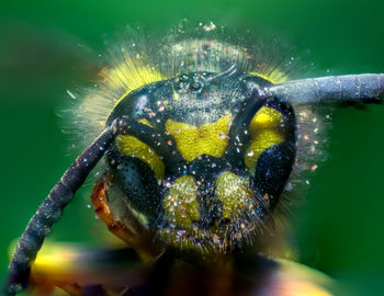 Close-up of insect on water