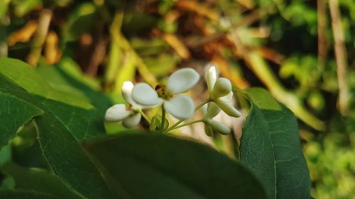 Close-up of white flowering plant