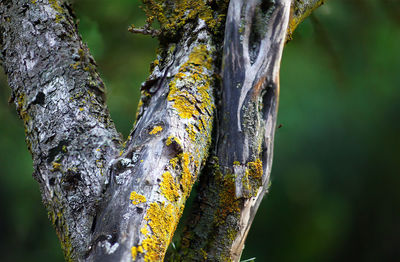 Close-up of tree trunk